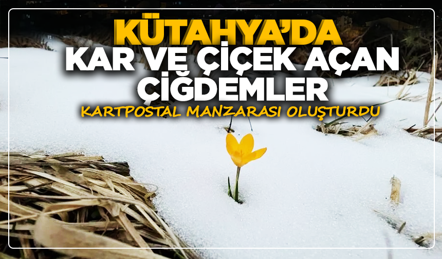 Kütahya'da kar ve çiçek açan çiğdemler kartpostal manzarası oluşturdu