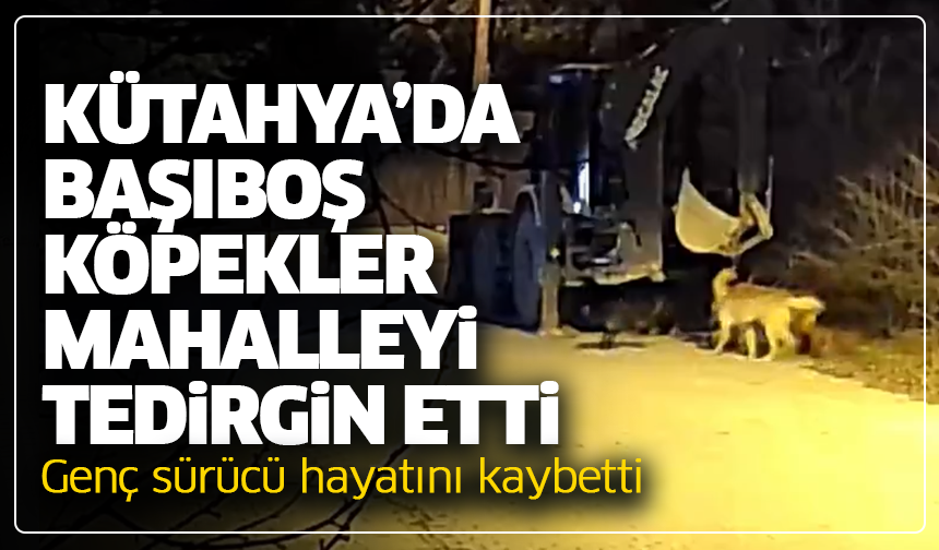 Kütahya’da başıboş köpekler mahalleyi tedirgin etti