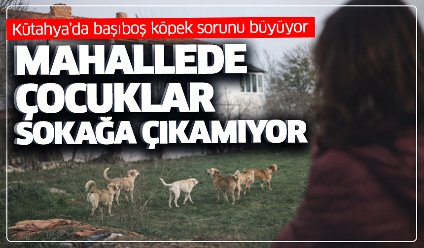 Kütahya’da korkutan görüntü: Köpek sürüleri mahalleyi sardı