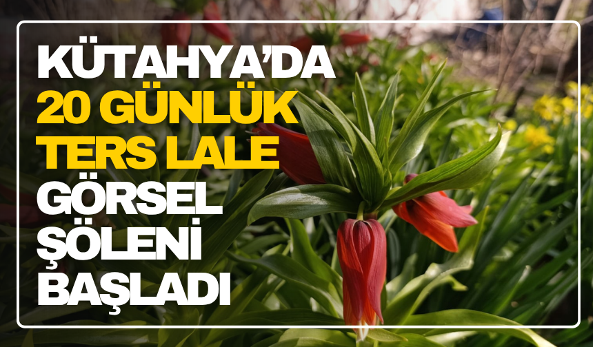 Kütahya’da 20 Günlük Ters Lale Görsel Şöleni Başladı