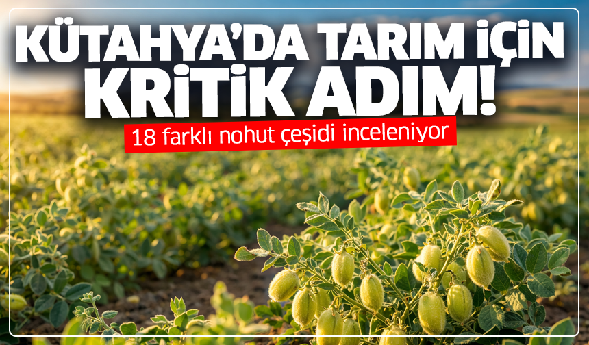 Kütahya’da tarım için kritik adım: 18 nohut çeşidi tarlada test ediliyor