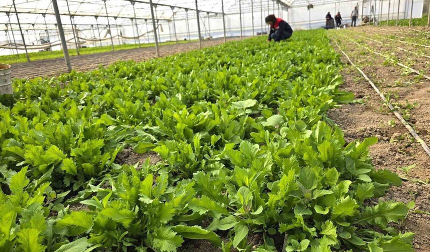 Sağlık alarmı sonrası harekete geçildi: Seralarda denetim başladı