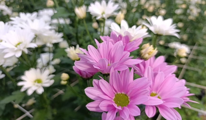 Kütahya’dan dev çıkış! Hollanda’ya rakip: Simav