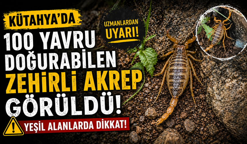 Kütahya'da 100 yavru doğurabilen zehirli akrep görüldü: Yeşil alanlarda dikkat!