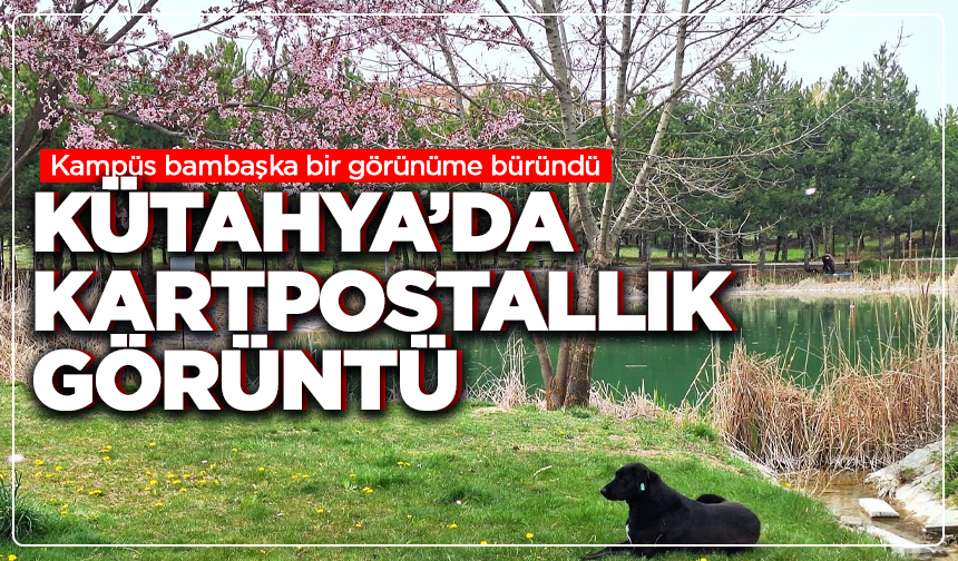 DPÜ kampüsü baharla renklendi: çiçek açan ağaçlar görsel şölen sundu