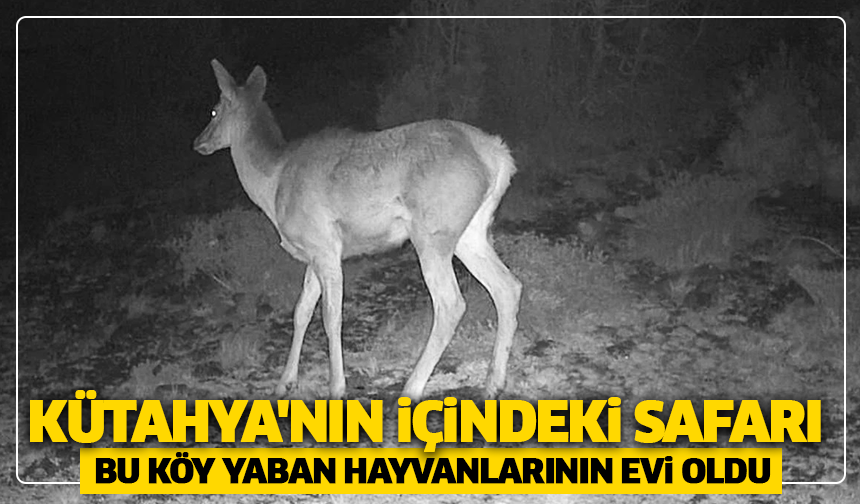 Kütahya'nın içindeki Safari: Bu köy yaban hayvanlarının evi oldu