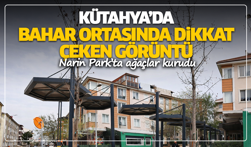 Kütahya’da bahar ortasında dikkat çeken görüntü: Narin Park’ta ağaçlar kurudu