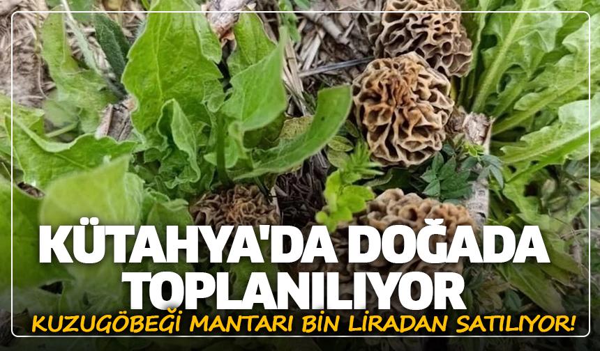 Kütahya'da doğada toplanılıyor: Kuzugöbeği mantarı bin liradan satılıyor!