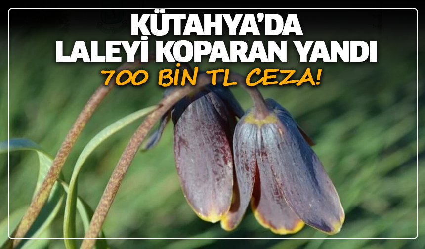 Kütahya'da güzeller güzeli laleleri koparan 700 bin TL ödeyecek