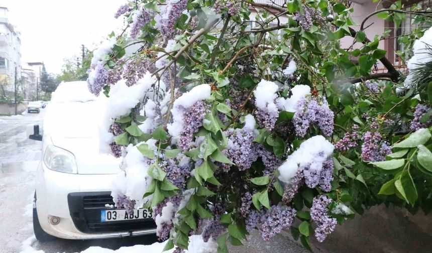 Doğa Tersine Döndü: Açan Ağaçlar Kar Altında Kaldı