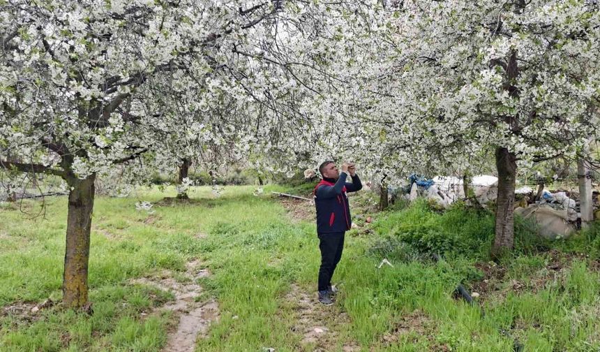 Tarım arazilerinde don incelemesi: Ekipler hasar tespiti gerçekleştirdi