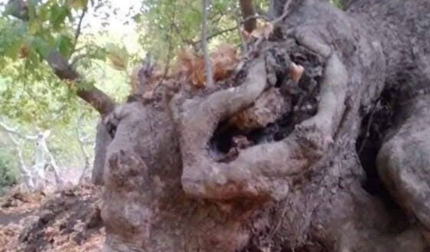 Kütahya'da bu köye uğrayanlar çınarları görünce şaşırıyor, ağaçların silüeti görenleri büyülüyor