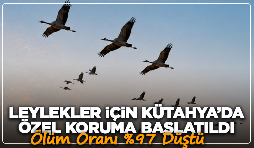 Leylekler İçin Kütahya’da Özel Koruma Başlatıldı