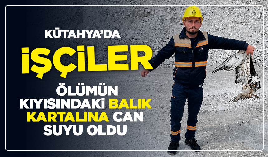 Kütahya'da işçiler, ölümün kıyısındaki balık kartalına can suyu oldu