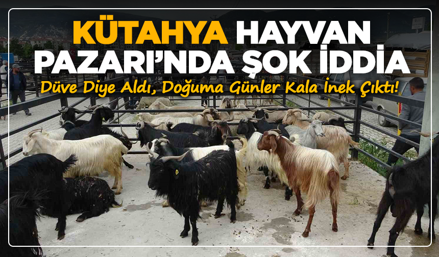 Kütahya Hayvan Pazarı’nda Şok İddia: Düve Diye Aldı, Doğuma Günler Kala İnek Çıktı!