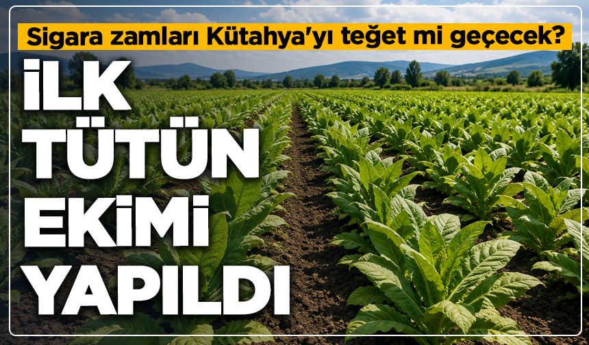 Sigara zamları Kütahya'yı teğet mi geçecek: İlk tütün ekimi yapıldı