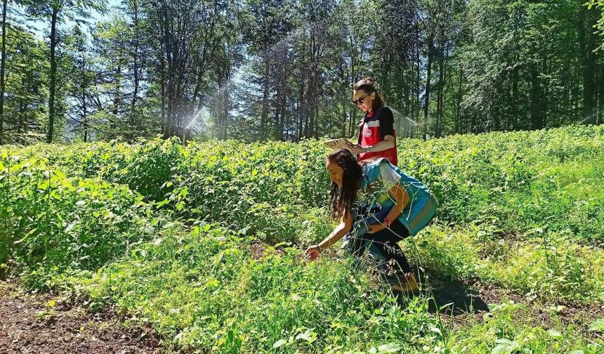 Kütahya’da ahududu üretiminde kaliteyi yükseltme çalışmaları sürüyor