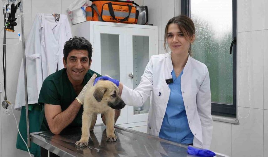 Ödüllü Hayvan Bakım Merkezi can dostlara umut oluyor