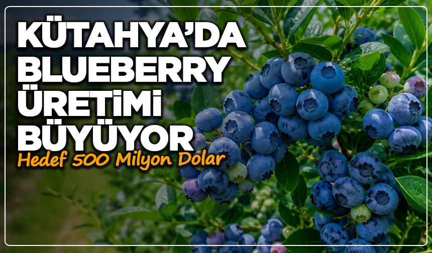 Kütahya’da Blueberry Üretimi Büyüyor: Hedef 500 Milyon Dolar