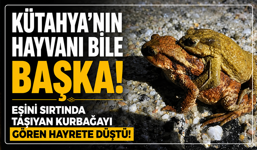 Kütahya'nın hayvanı bile başka: Eşini sırtında taşıyan kurbağayı gören hayrete düştü