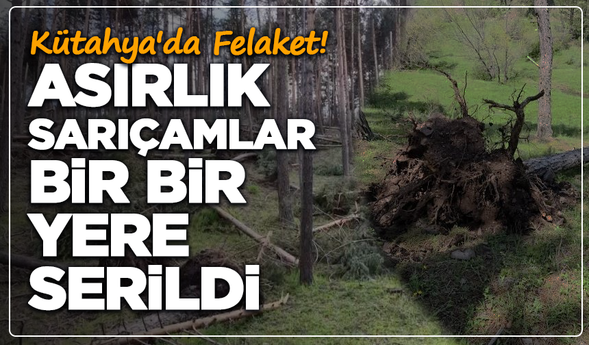 Kütahya'da Felaket! Asırlık Sarıçamlar Bir Bir Yere Serildi