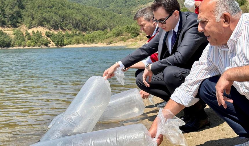 Kütahya'da balık bereketi: 80 bin adet sazan balığı yavrusu baraja bırakıldı