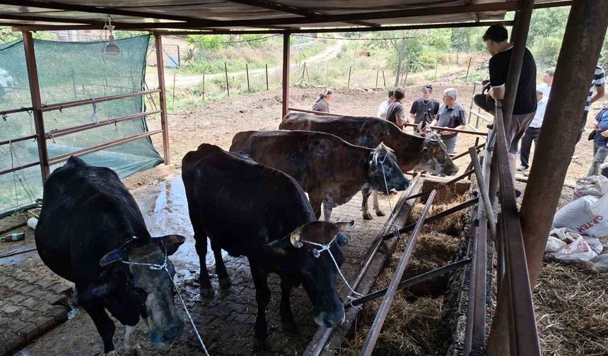 Yangında büyük zarar gören üreticiye yem desteği