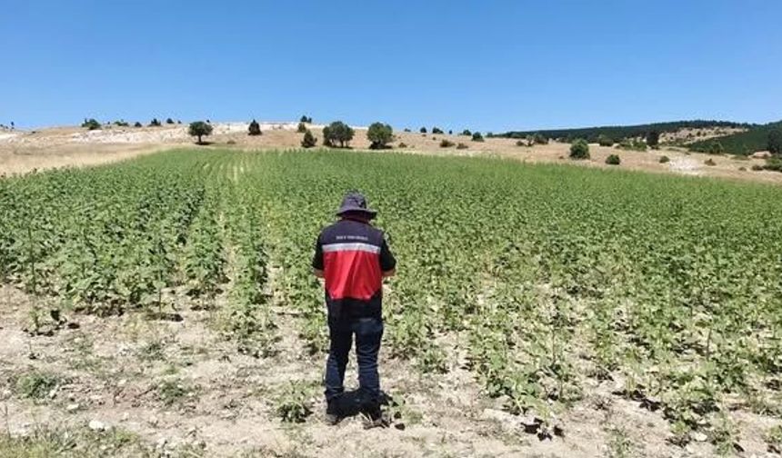 Gediz'de tarım kontrolleri sürüyor: Üretici beyanları yerinde denetlendi
