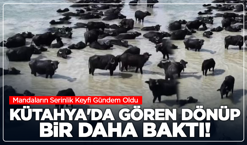 Kütahya'da Gören Dönüp Bir Daha Baktı! Mandaların Serinlik Keyfi Gündem Oldu