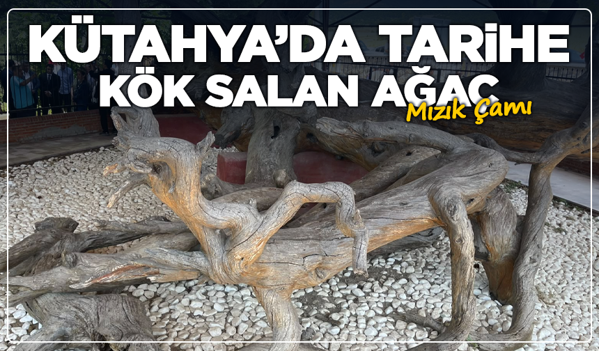 Kütahya’da Tarihe Kök Salan Ağaç: Mızık Çamı