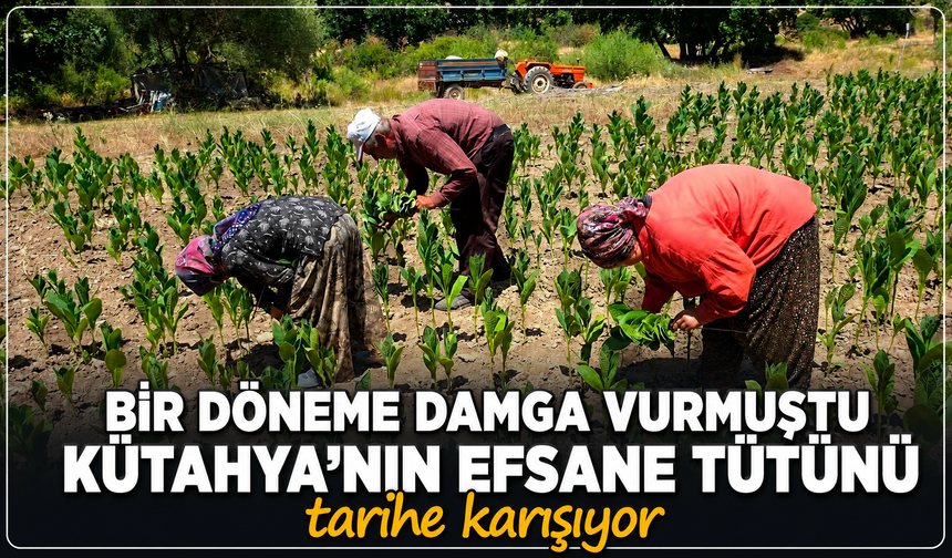 Şöhreti Kütahya'yı aşmıştı: Hisarcık'ta üretilen Türkiye'nin kaliteli tütünü tarihe karışıyor