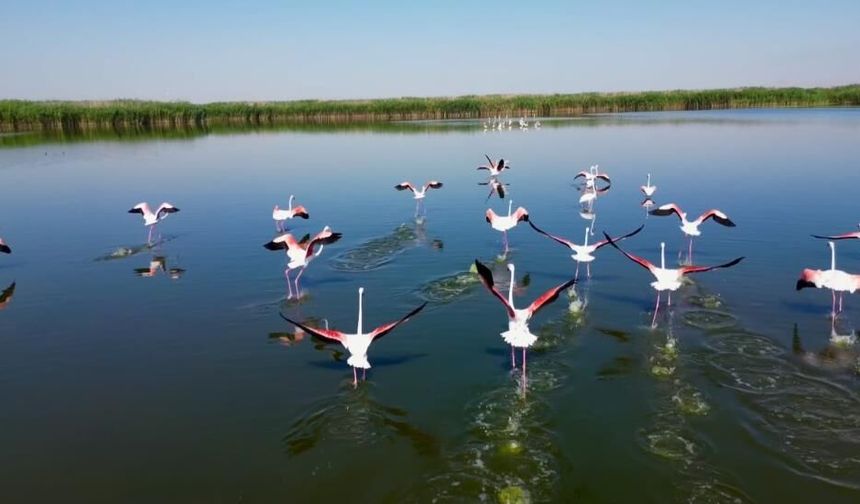 Eber Gölü’nde Görsel Şölen! Yüzlerce Flamingo Havadan Görüntülendi