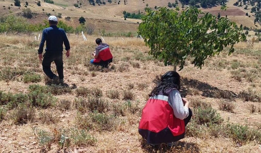 Kütahya’da Adaçayı Tarlaları Denetlendi! Numuneler Alındı