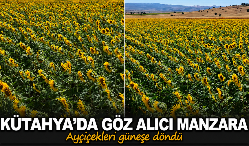 Kütahya'da göz alıcı manzara: Ayçiçekleri güneşe döndü