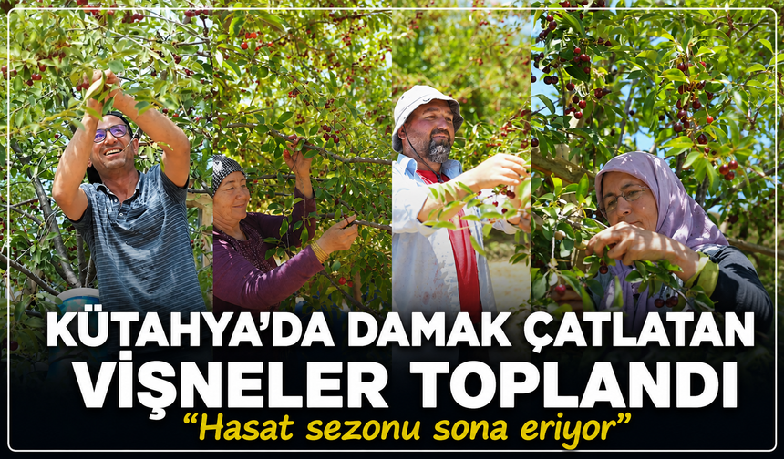 Kütahya'da damak çatlatan vişneler toplandı, hasat sezonu sona eriyor