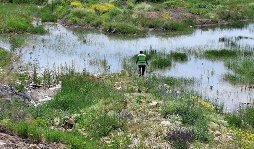 Yaz aylarında pire riskine dikkat! İşte korunmak için alınması gereken önlemler