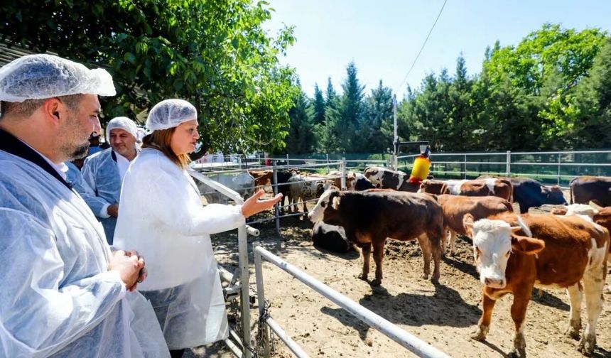 Belediye vatandaşın ucuz et ihtiyacı karşılamak için besi çiftliği kurdu