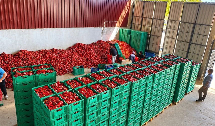 Kapya biber de bolluk fiyatları düşürdü