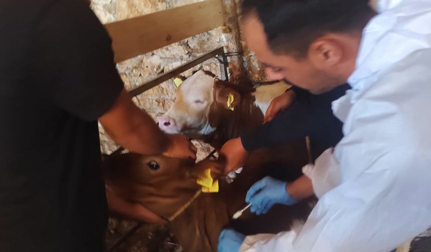 Çavdarhisar'da hayvanlara aşılama ve kimliklendirme çalışmaları tamamlandı