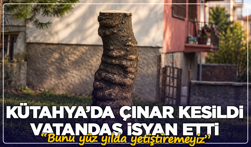 Kütahya’da çınar kesildi, vatandaş isyan etti: “Bunu yüz yılda yetiştiremeyiz”