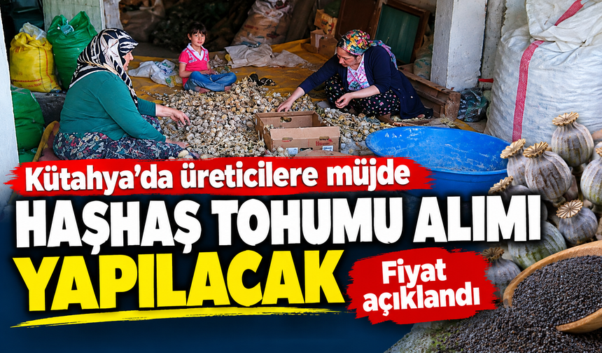 Kütahya'da üreticilere müjde! Haşhaş tohumu alımı yapılacak: Fiyat açıklandı
