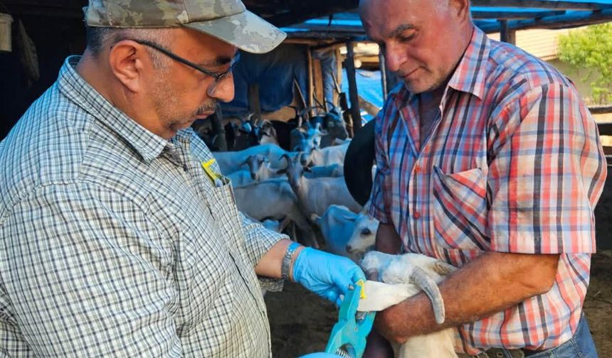 Emet'te küçükbaş hayvanlar için küpeleme ve aşı uygulaması gerçekleştirildi