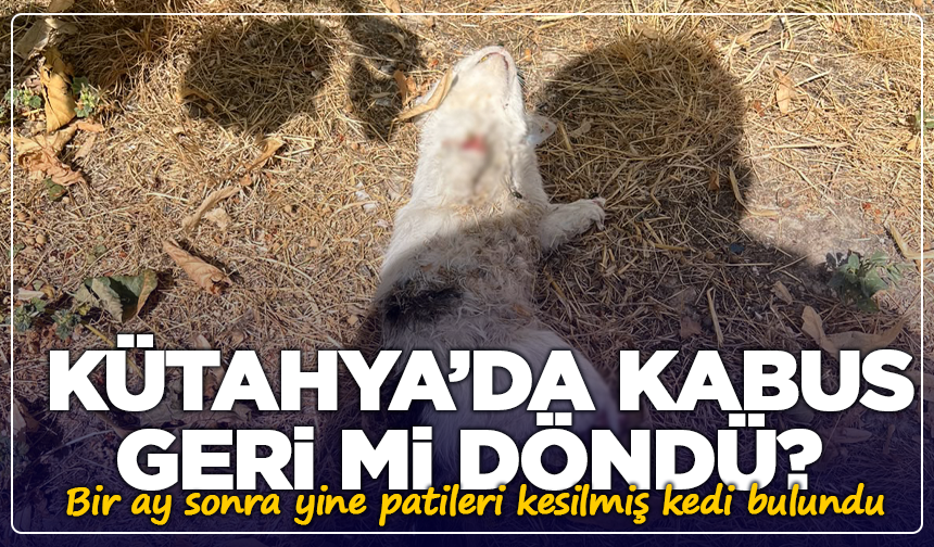 Kütahya’da kabus geri mi döndü? Bir ay sonra yine kesilmiş kedi bulundu