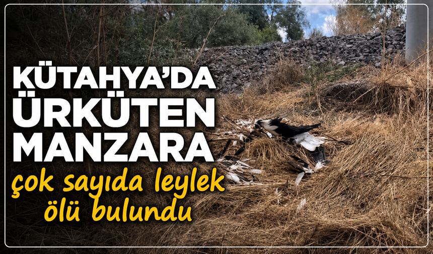 Kütahya'da tren yolunda ürküten manzara: Çok sayıda leylek ölü bulundu