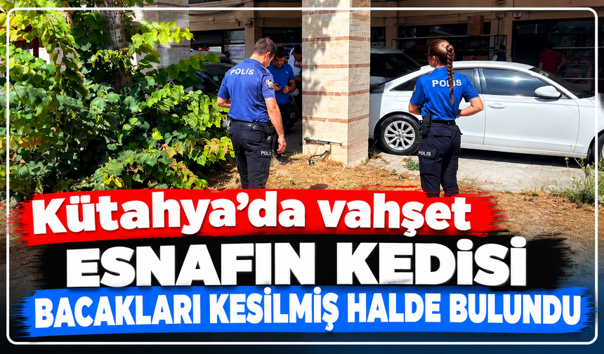 Kütahya'da tüyler ürperten olay: Esnafın kedisi bacakları kesilmiş halde bulundu