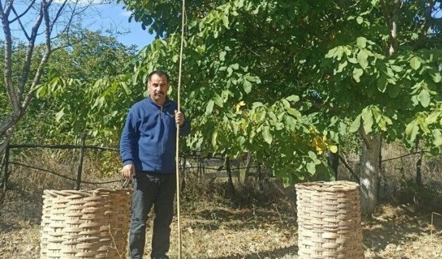 Emet'te ceviz hasadı başladı, tüketicilerden yoğun ilgi görüyor