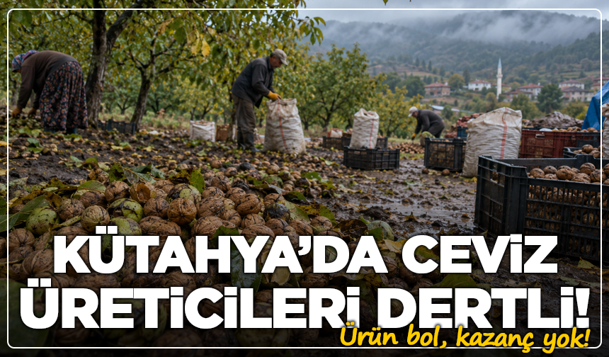 Kütahya’da ceviz üreticileri dertli: Ürün bol, kazanç yok!