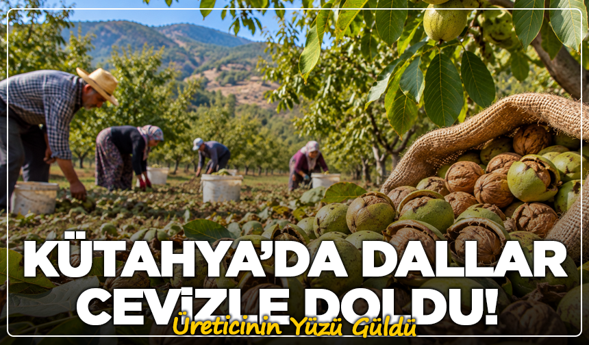 Kütahya’da Dallar Cevizle Doldu! Üreticinin Yüzü Güldü