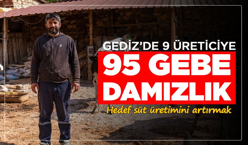 Gediz’de 9 üreticiye 95 gebe damızlık: Hedef süt üretimini artırmak