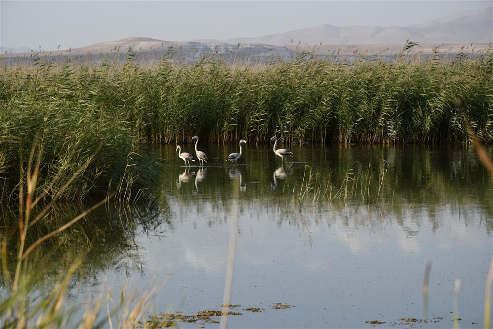 Balıkdamı Kuş Cenneti (Sivrihisar),